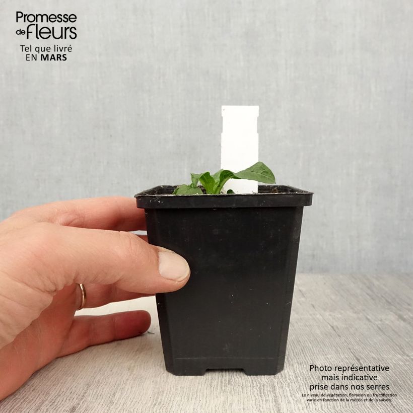 Amostra de Echinacea Lakota Yellow - Echinacée Vaso de 8/9 cm tal como entregue na primavera