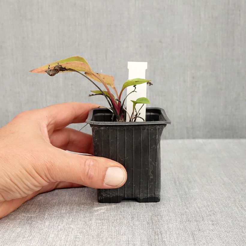 Amostra de Echinacea Maxima Vaso de 8/9 cm tal como entregue no outono