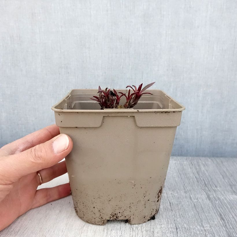 Amostra de Echinacea pallida Vaso de 2 L/3 L tal como entregue na primavera