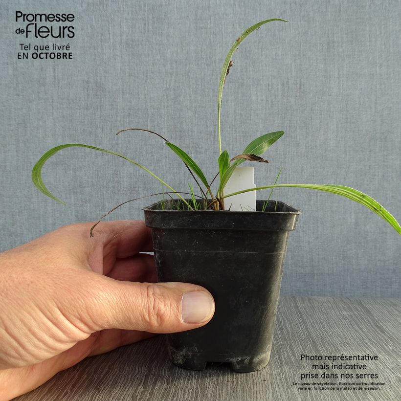 Amostra de Echinacea pallida Hula Dancer Vaso de 8/9 cm tal como entregue no outono
