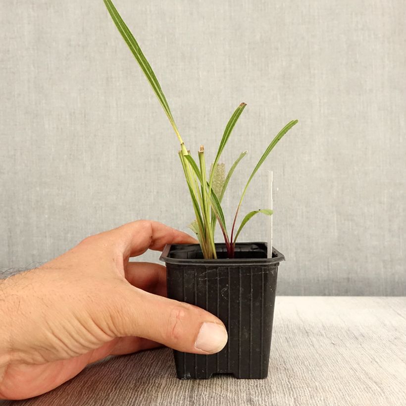 Amostra de Echinacea paradoxa - Equinácea amarela Vaso de 8/9 cm tal como entregue no outono
