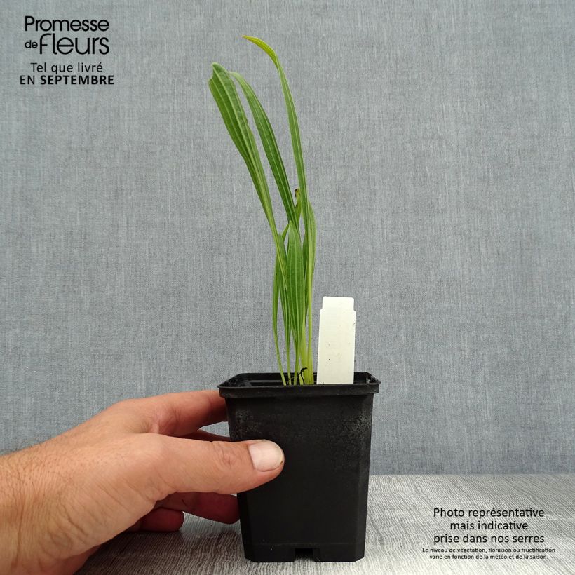 Amostra de Echinacea paradoxa - Equinácea amarela Vaso de 8/9 cm tal como entregue no verão