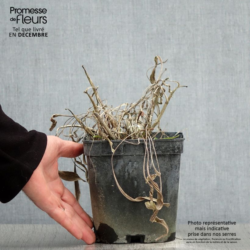 Amostra de Echinacea paradoxa - Equinácea amarela Vaso de 2 L/3 L tal como entregue no inverno