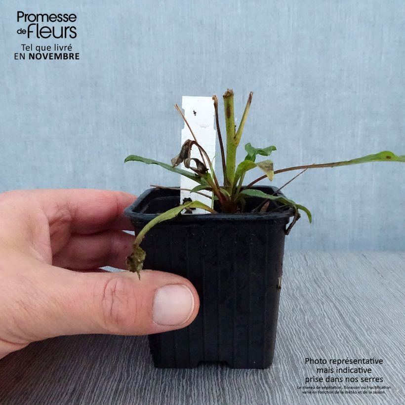 Amostra de Echinacea Prima Ruby Vaso de 8/9 cm tal como entregue no outono