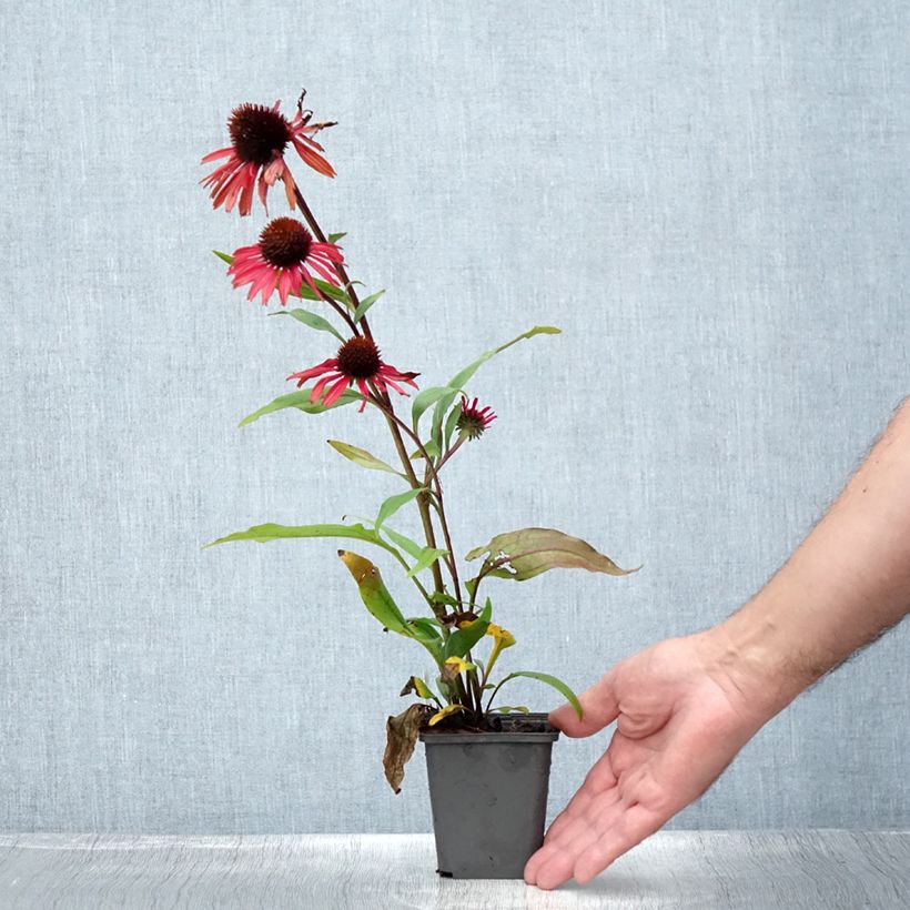 Amostra de Echinacea Prima Ruby Vaso de 8/9 cm tal como entregue no verão