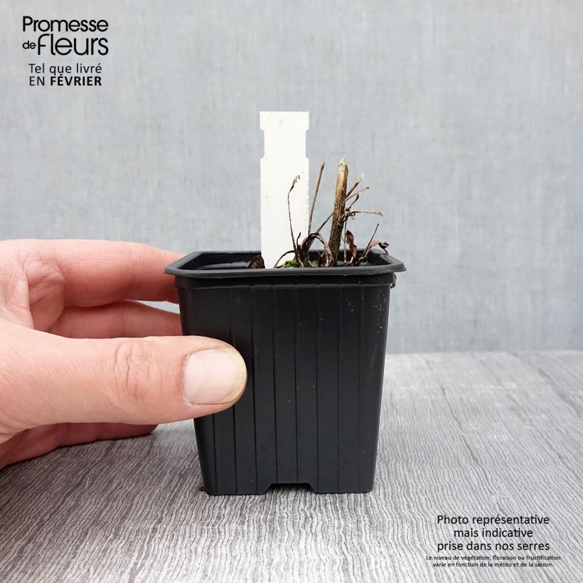 Amostra de Echinacea Prima Ruby Vaso de 8/9 cm tal como entregue no inverno