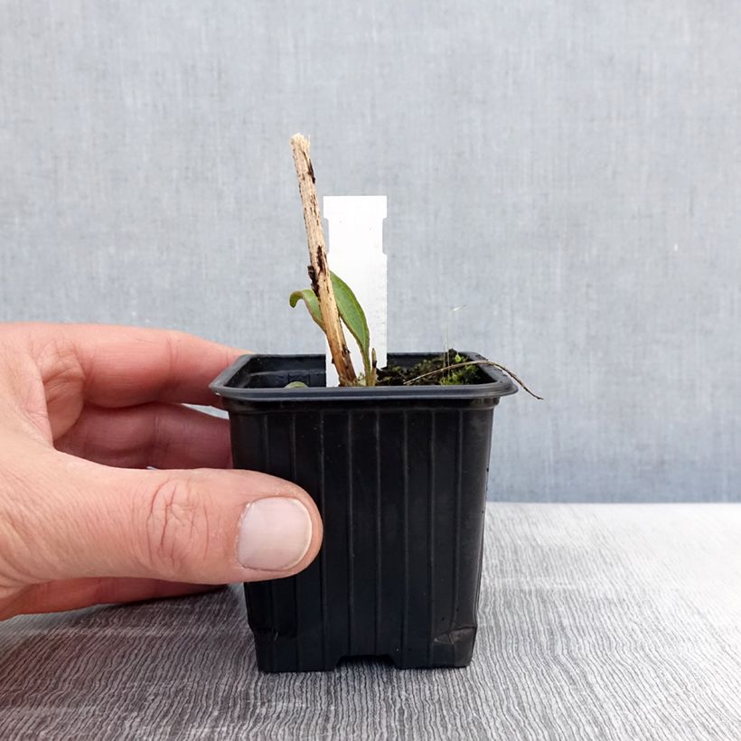 Amostra de Echinacea Prima Ruby Vaso de 8/9 cm tal como entregue na primavera