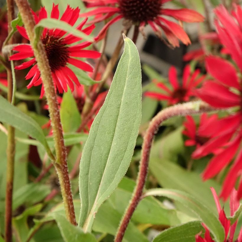 Echinacea Prima Ruby (Folhagem)