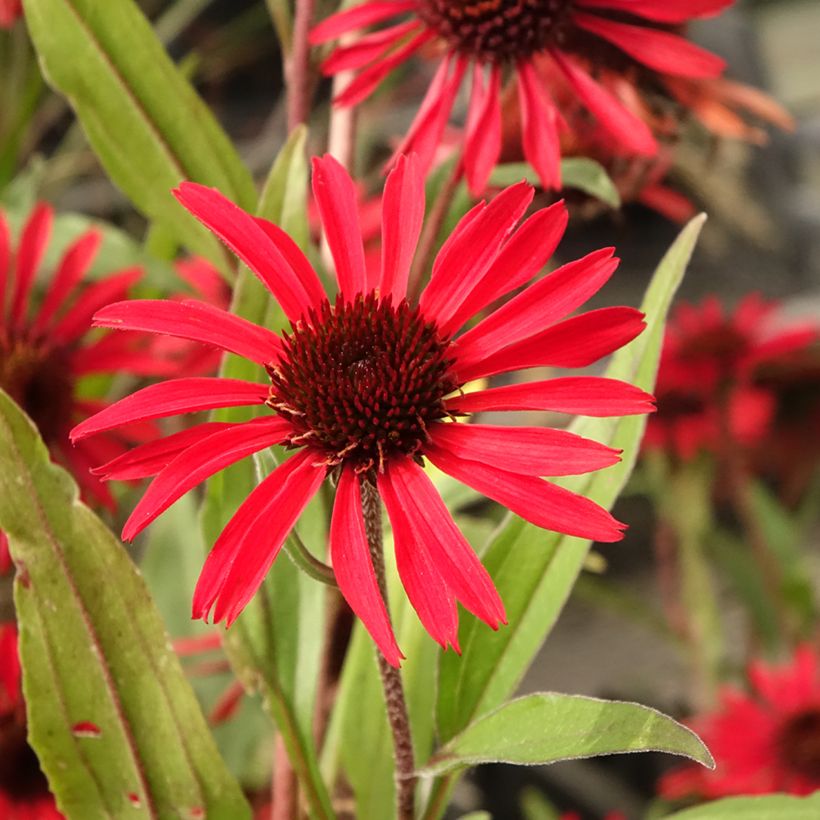 Echinacea Prima Ruby (Floração)
