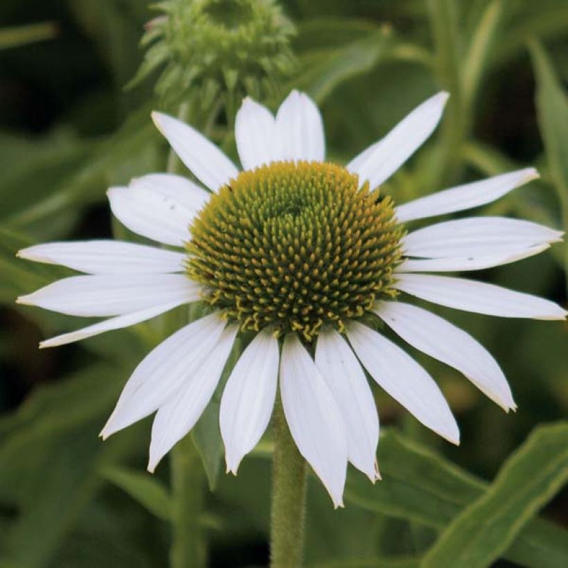 Echinacea Purity (Floração)