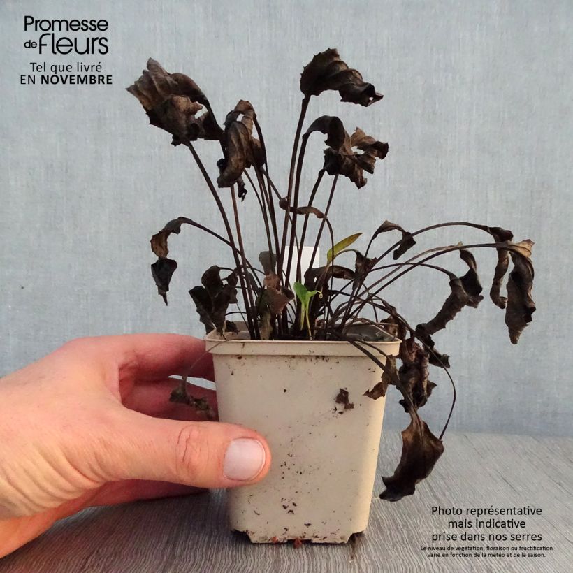 Amostra de Echinacea Purity Vaso de 8/9 cm tal como entregue no outono