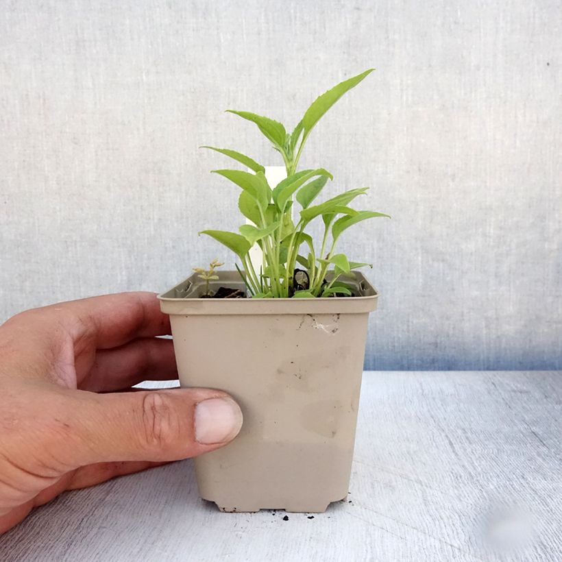 Amostra de Echinacea Purity Vaso de 8/9 cm tal como entregue no verão