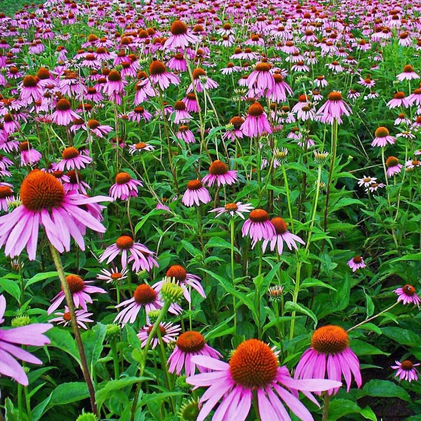 Echinacea purpurea (Floração)