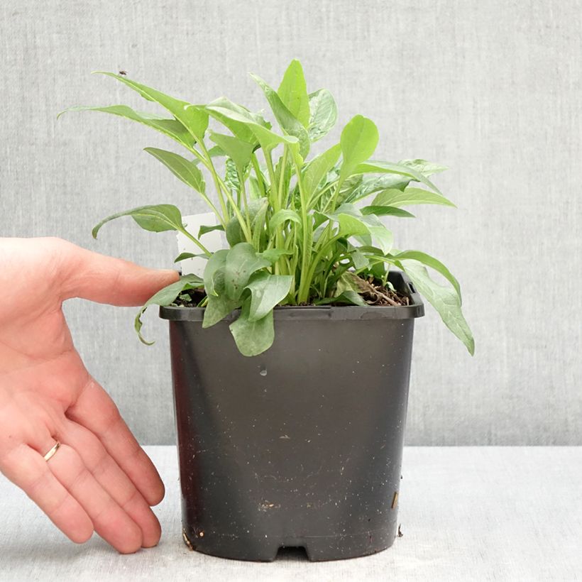 Amostra de Echinacea purpurea Alba Vaso de 2 L/3 L tal como entregue na primavera
