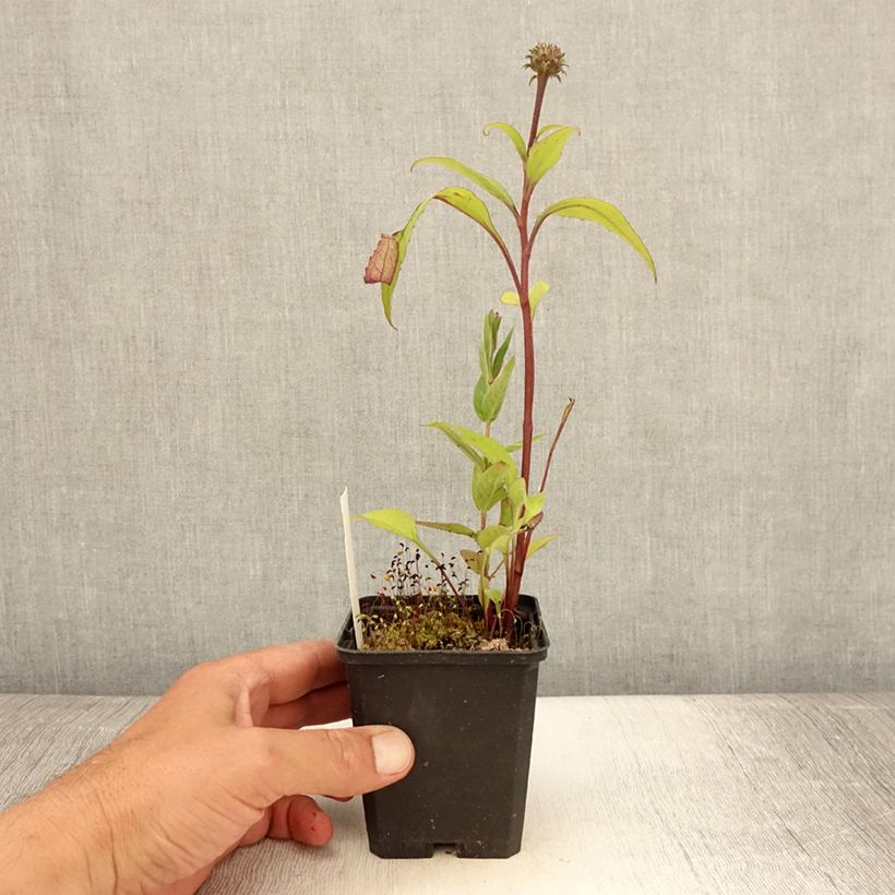Amostra de Echinacea purpurea Augustkönigin Vaso de 8/9 cm tal como entregue no verão
