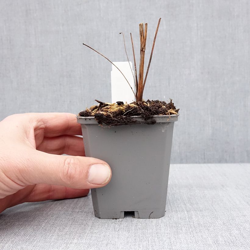 Amostra de Echinacea purpurea Augustkönigin Vaso de 8/9 cm tal como entregue no inverno