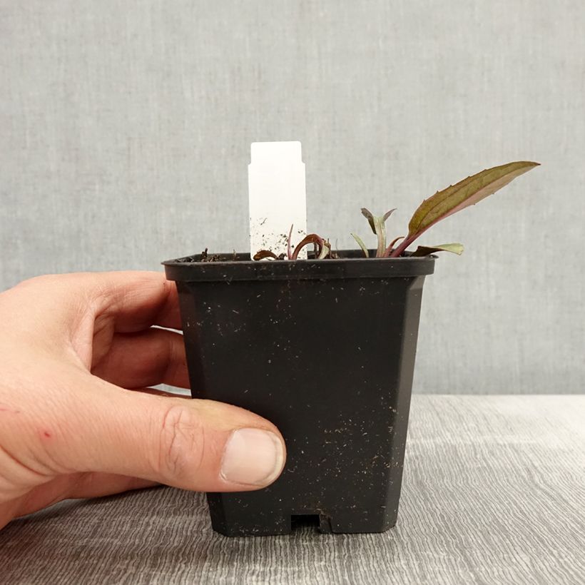 Amostra de Echinacea purpurea Augustkönigin Vaso de 8/9 cm tal como entregue na primavera