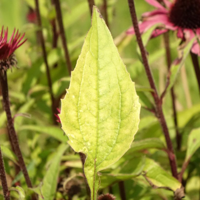 Echinacea purpurea Augustkönigin (Folhagem)