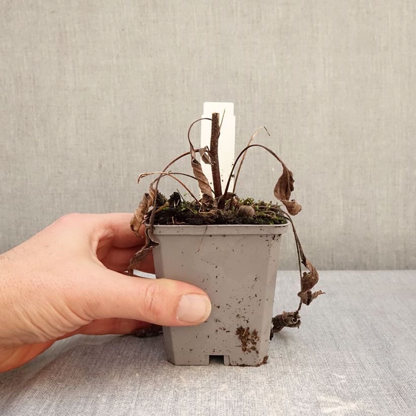 Amostra de Echinacea purpurea Delicious Candy Vaso de 8/9 cm tal como entregue no inverno