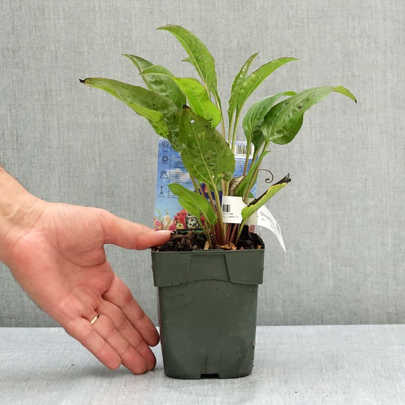 Amostra de Echinacea purpurea Delicious Candy Vaso de 1,5 L/2 L tal como entregue no verão