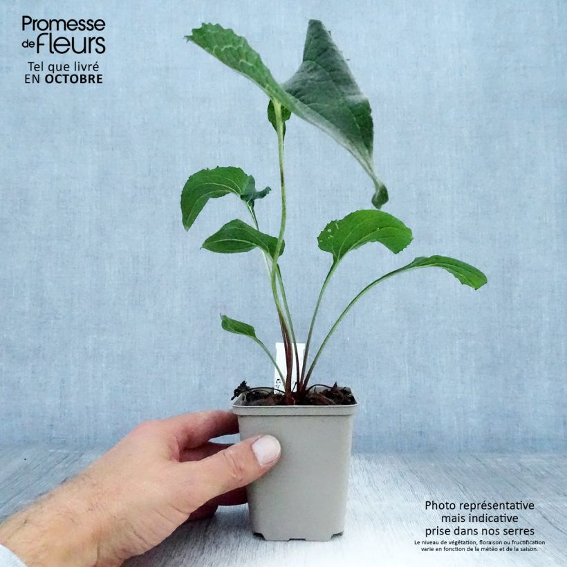 Amostra de Echinacea purpurea Double Decker Vaso de 8/9 cm tal como entregue no outono