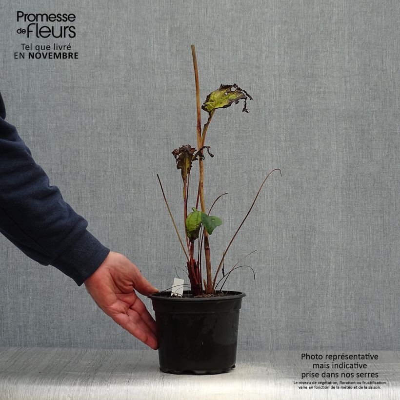Amostra de Echinacea purpurea Vaso de 2 L/3 L tal como entregue no outono
