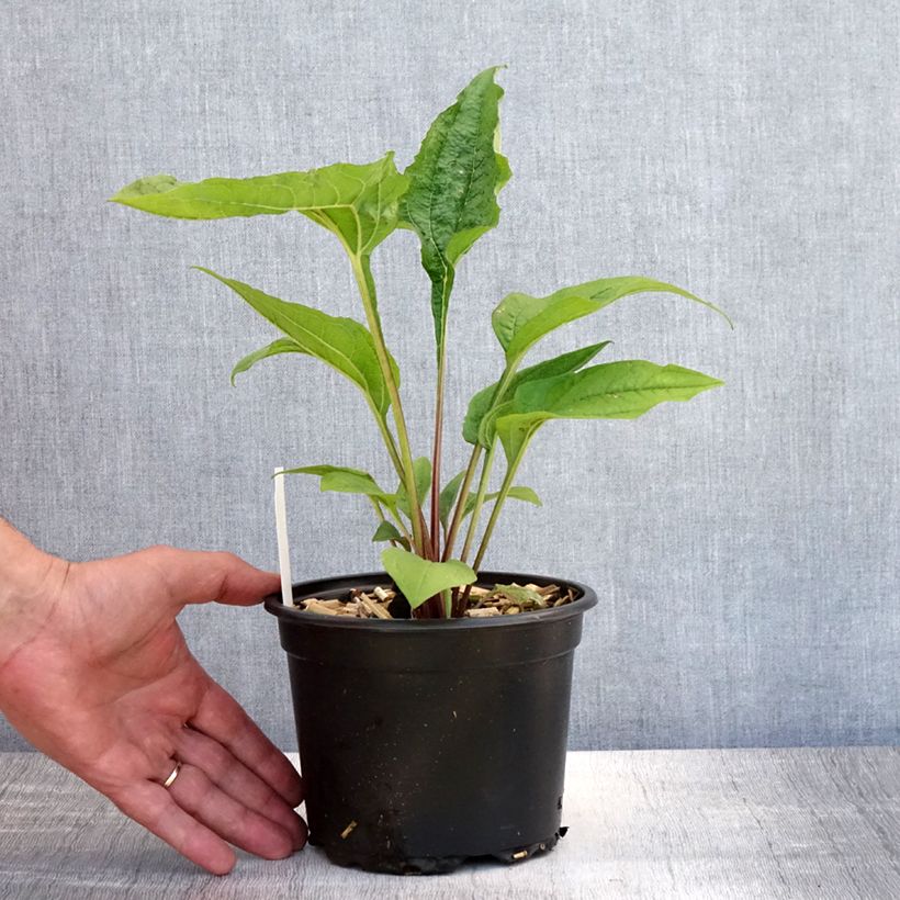 Amostra de Echinacea purpurea Vaso de 2 L/3 L tal como entregue no verão