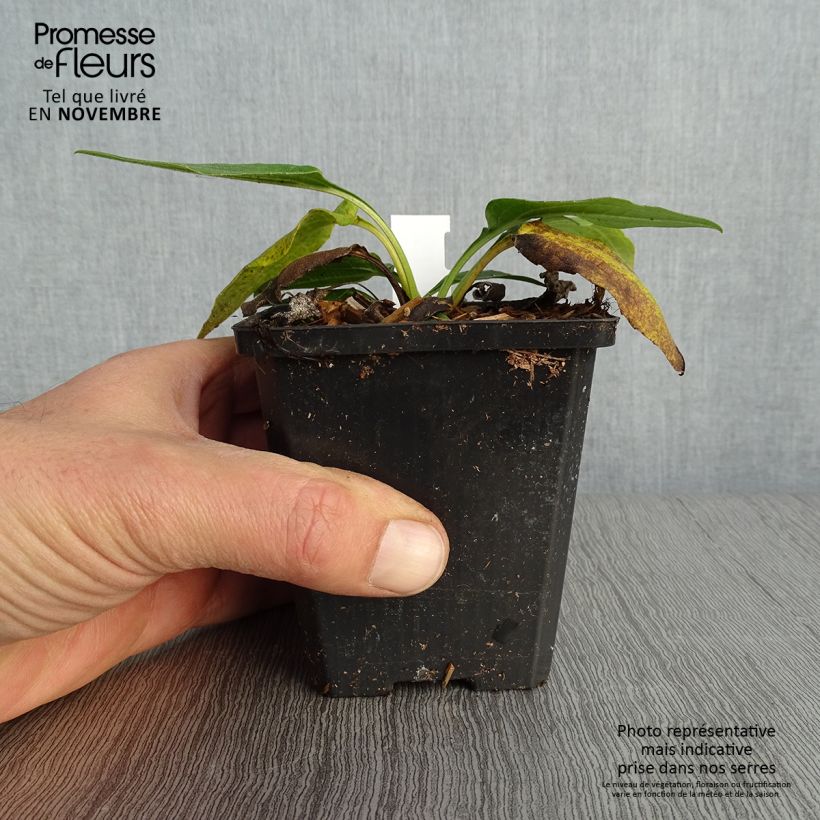 Amostra de Echinacea purpurea Espinoso Green Vaso de 8/9 cm tal como entregue no outono