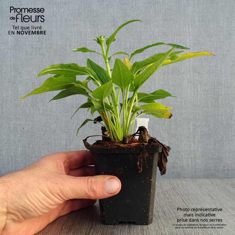 Amostra de Echinacea purpurea Espinoso Yellow Vaso de 8/9 cm tal como entregue no outono