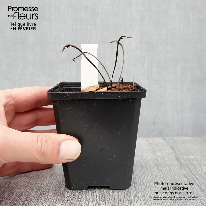 Amostra de Echinacea purpurea Espinoso Yellow - Echinacée Godet de 8/9 cm tal como entregue no inverno