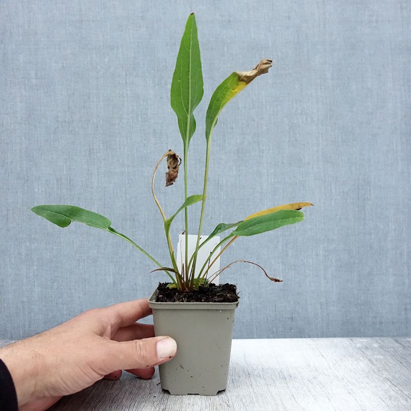 Amostra de Echinacea purpurea Funky Yellow Vaso de 8/9 cm tal como entregue no outono