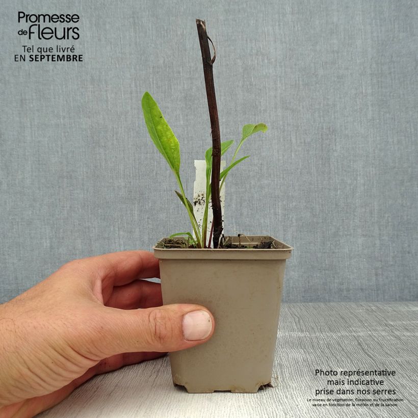Amostra de Echinacea purpurea Funky Yellow Vaso de 8/9 cm tal como entregue no verão