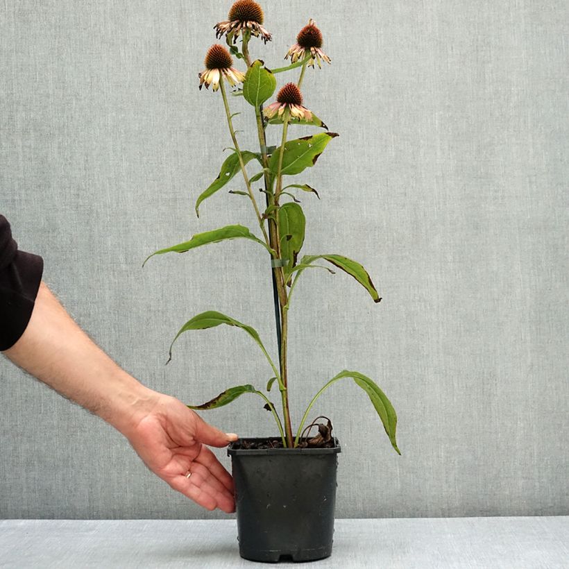 Amostra de Echinacea purpurea Funky Yellow Vaso de 2 L/3 L tal como entregue no verão