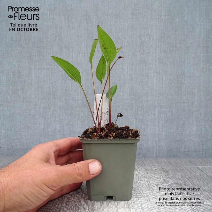 Amostra de Echinacea purpurea Irresistible Vaso de 8/9 cm tal como entregue no outono