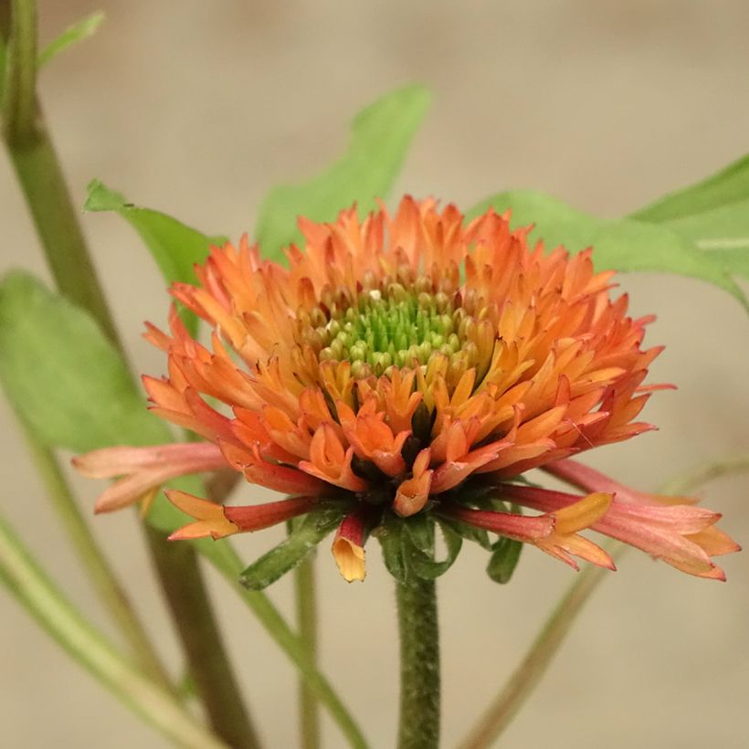 Echinacea purpurea Irresistible (Floração)