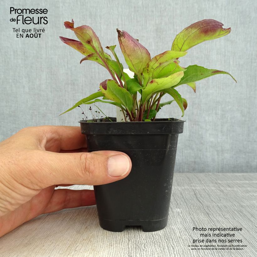 Amostra de Echinacea purpurea Leuchtstern Vaso de 8/9 cm tal como entregue no verão