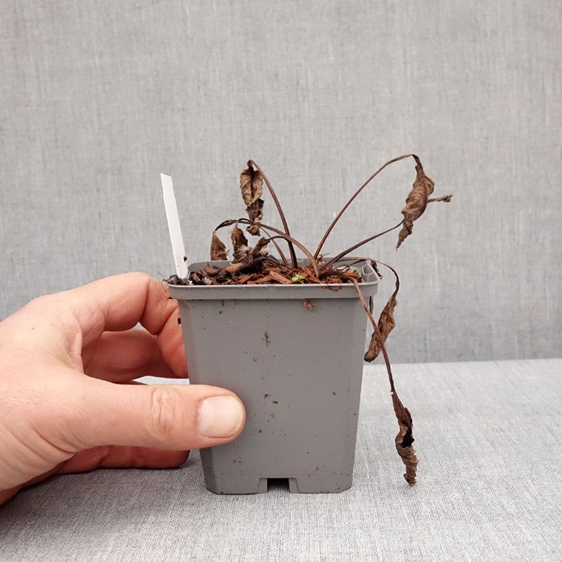 Amostra de Echinacea purpurea Leuchtstern - Echinacée Godet de 8/9 cm tal como entregue no inverno