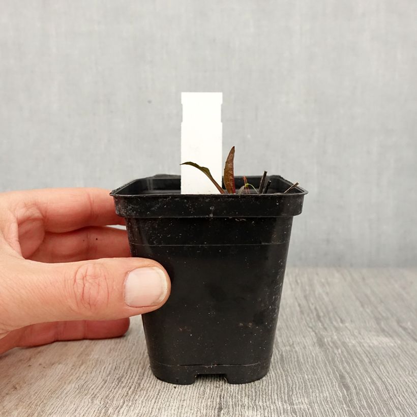 Amostra de Echinacea purpurea Leuchtstern Vaso de 8/9 cm tal como entregue na primavera