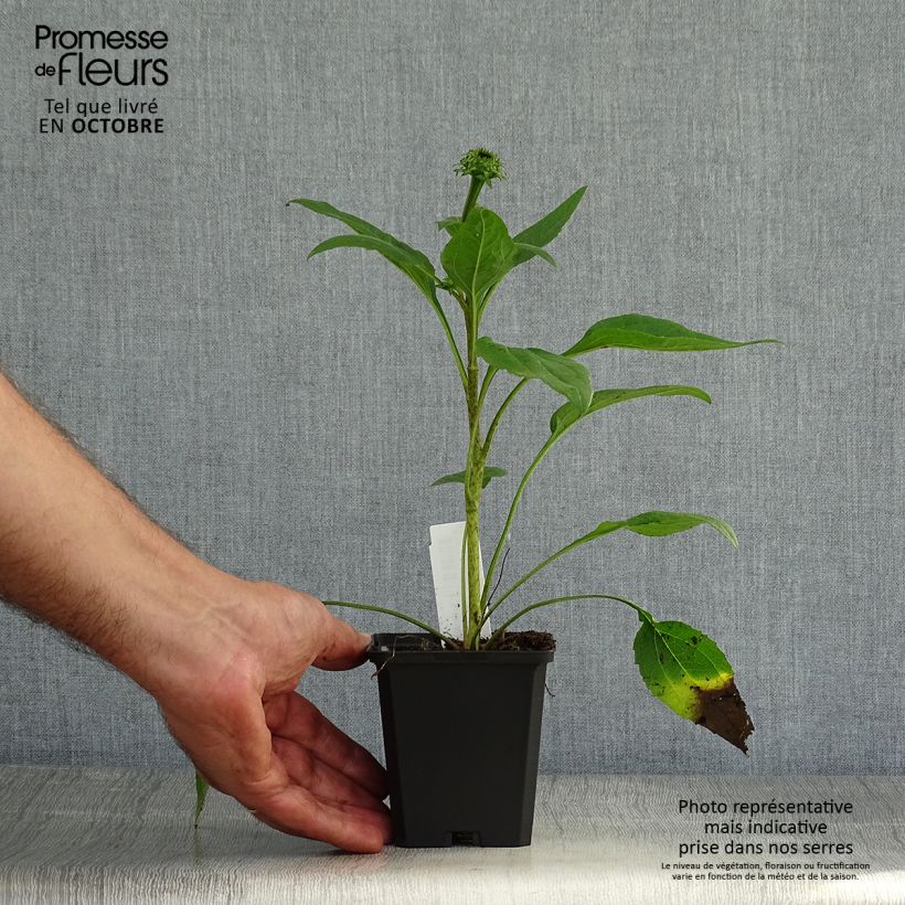 Amostra de Echinacea purpurea Little Magnus Vaso de 8/9 cm tal como entregue no outono