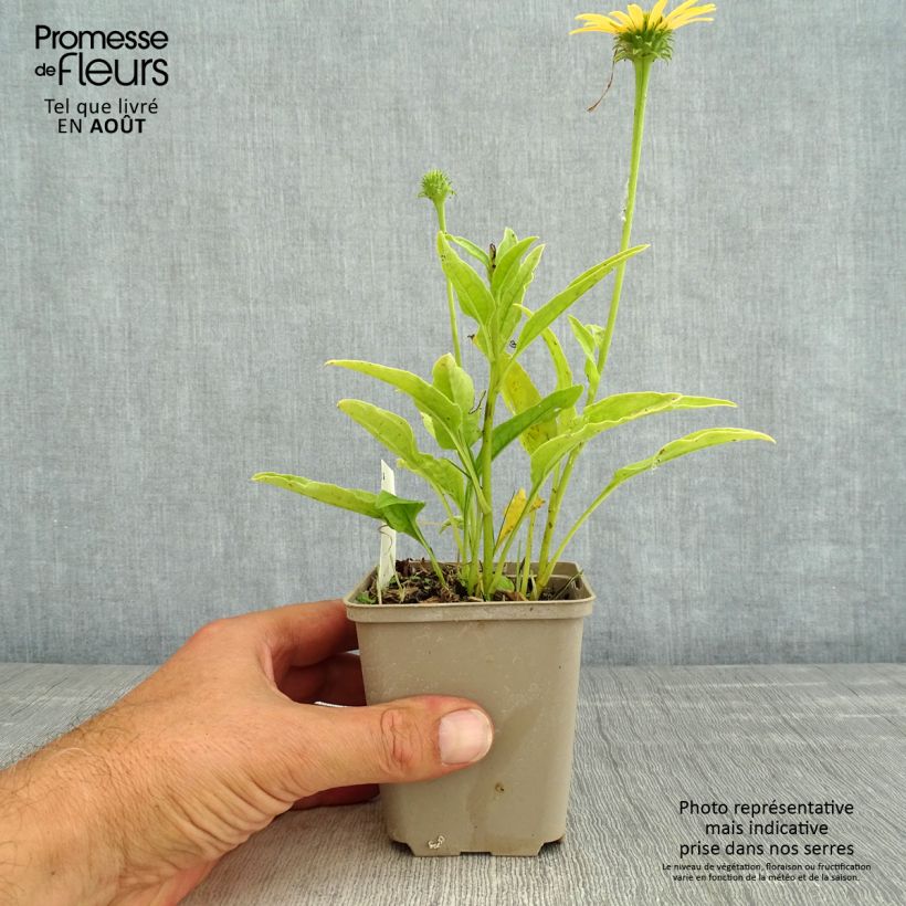 Amostra de Echinacea purpurea Mac 'n' Cheese Vaso de 8/9 cm tal como entregue no verão