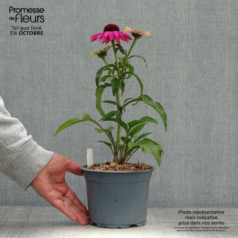 Amostra de Echinacea purpurea Magnus Vaso de 2 L/3 L tal como entregue no outono