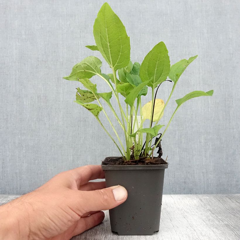 Amostra de Echinacea purpurea Milkshake Vaso de 8/9 cm tal como entregue no verão