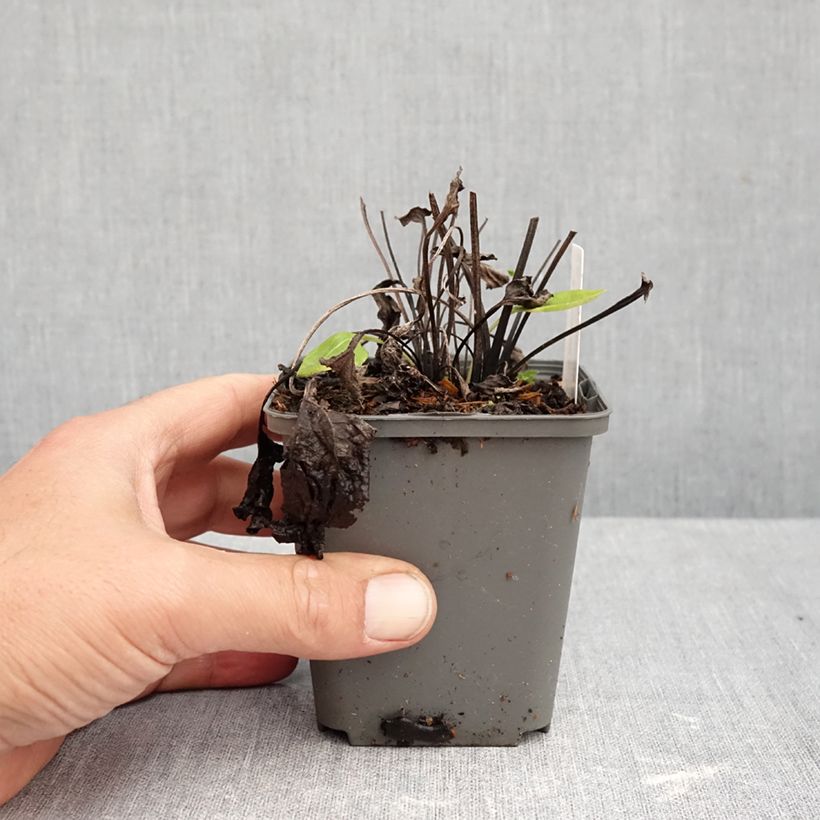 Amostra de Echinacea purpurea Milkshake Vaso de 8/9 cm tal como entregue no outono