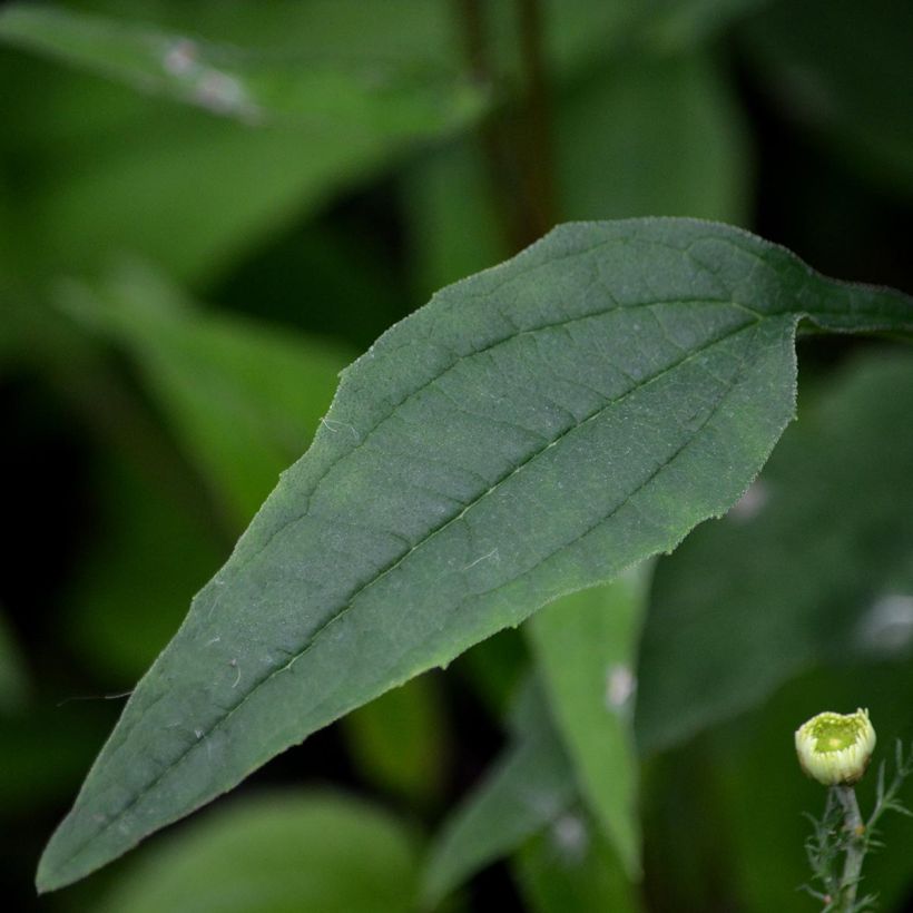 Echinacea purpurea Pica Bella (Folhagem)