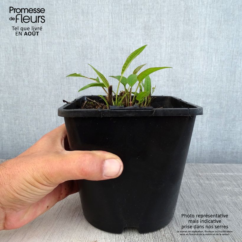Amostra de Echinacea purpurea Pica Bella Vaso de 2 L/3 L tal como entregue no verão