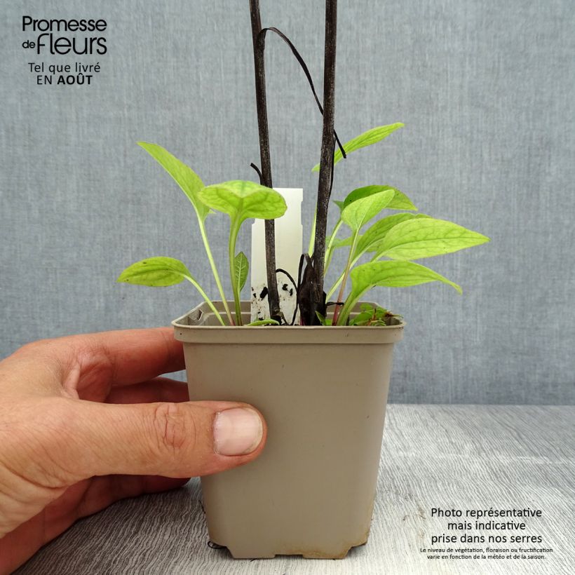 Amostra de Echinacea purpurea Razzmatazz Vaso de 8/9 cm tal como entregue no verão