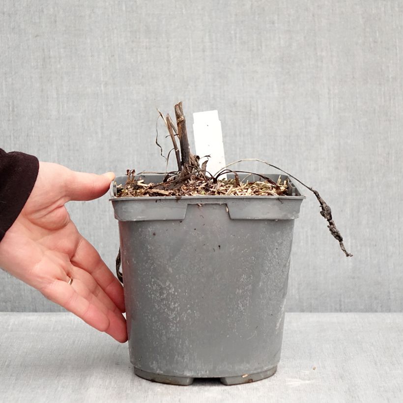 Amostra de Echinacea purpurea Strawberries and Cream Vaso de 2 L/3 L tal como entregue no inverno