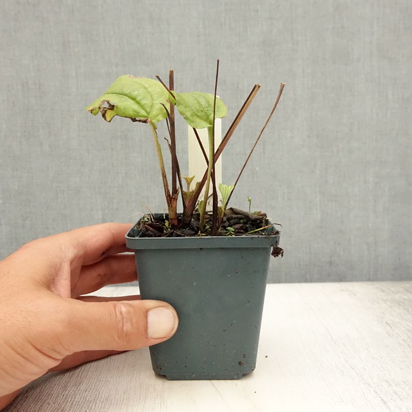 Amostra de Echinacea purpurea Summer Cocktail Vaso de 8/9 cm tal como entregue no verão