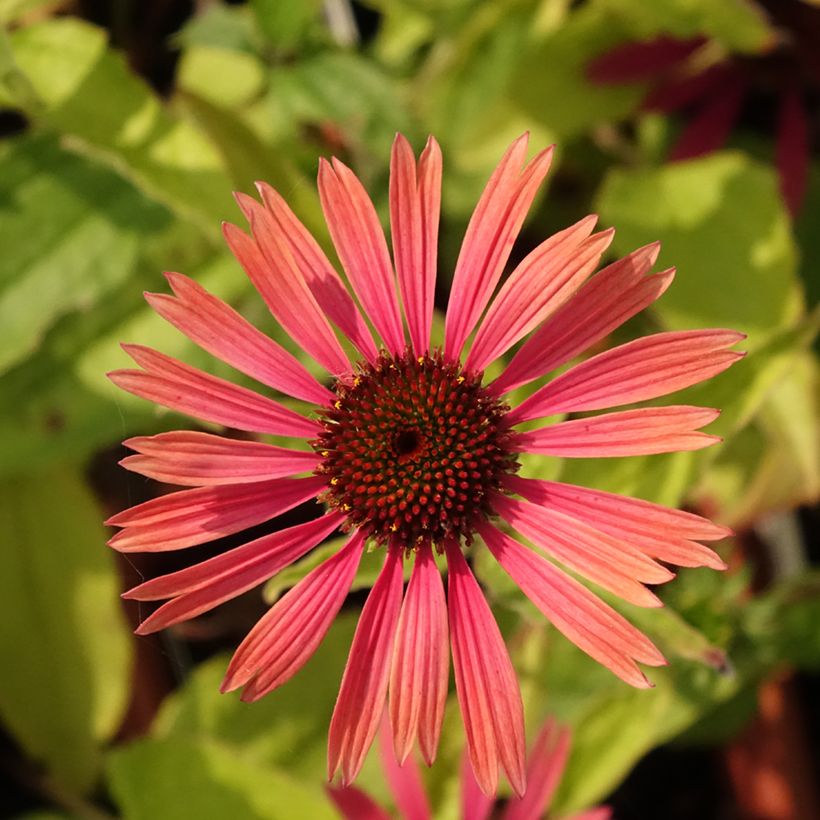 Echinacea purpurea Summer Cocktail (Floração)