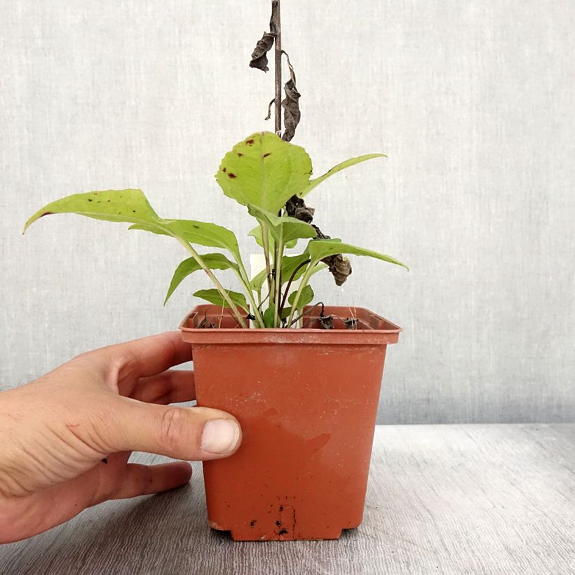Amostra de Echinacea purpurea Summer Cocktail Pot de 1L/1,5L tal como entregue no outono